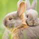 Металевий 8-панельний манеж Petlux для дрібних хатніх тварин із дахом &mdash; висота 55 см